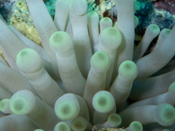 Anêmona gigante em verde - foto de acervo