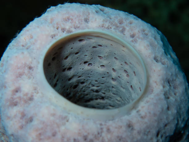 Closeup of a Tube Sponge off the coast of Roatan, Honduras