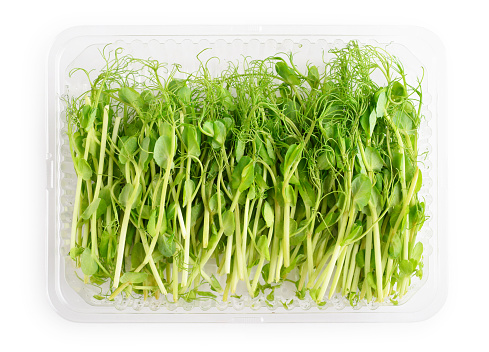 Microgreens of peas in container isolated on a white background,  top view.