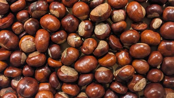 European horse-chestnut stock photo