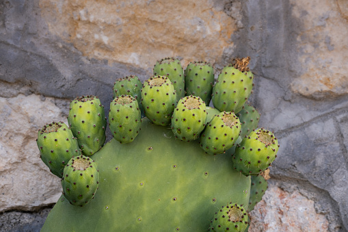 prickly pear cactus on leaf. unripe fruit. Opuntia humifusa.