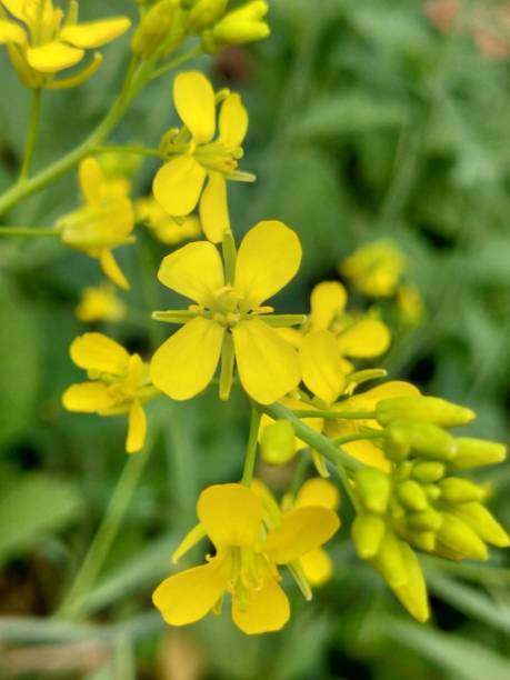 istock Close-up on Mustard flower 1711898222