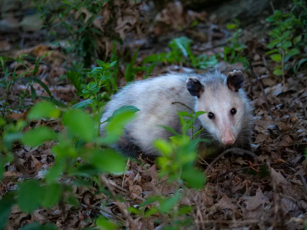 istock Opossum image, minding his own business 1711907434