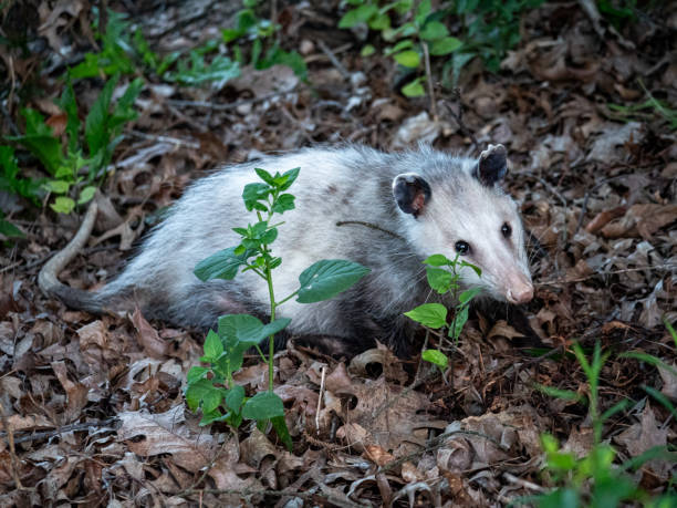Opossum image, minding his own business