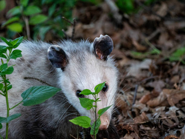 istock Opossum image, minding his own business 1711907441