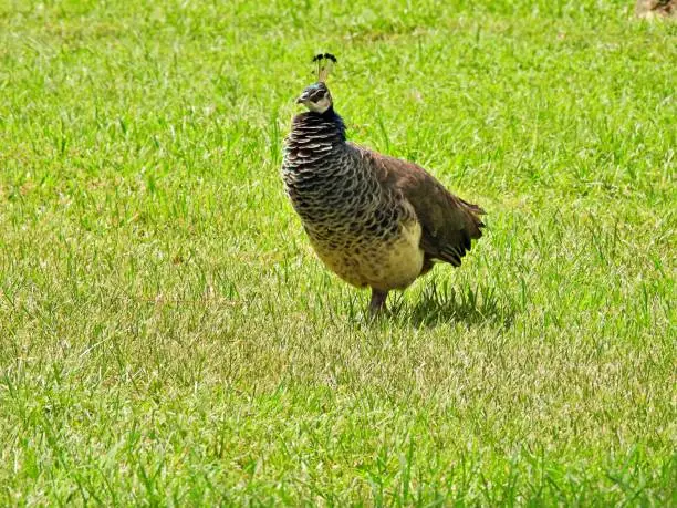 Photo of Peahen (Pavo cristatus)