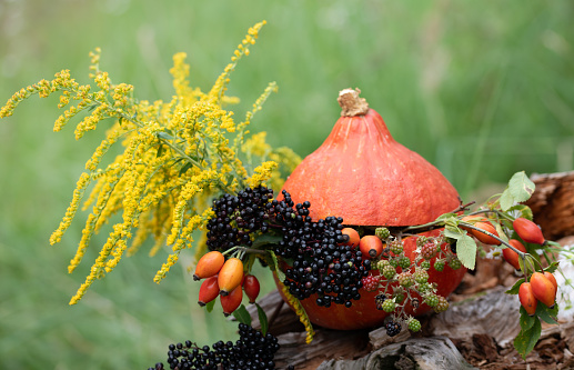 A Hokkaido pumpkin is filled with various berries that grow wild. Next to it is a yellow flower. They are elderberry, rose hip and blackberry.