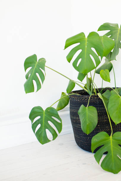 istock Close up of beautiful split-leaf philodendron, white background 1711948711