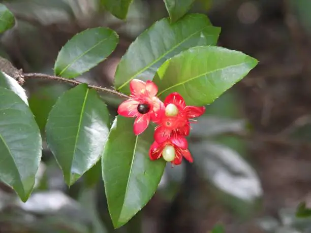 Photo of Mickey Mouse Plant (Ochna serrulata)