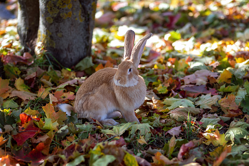 Cute rabbit sitting in the autumn forest