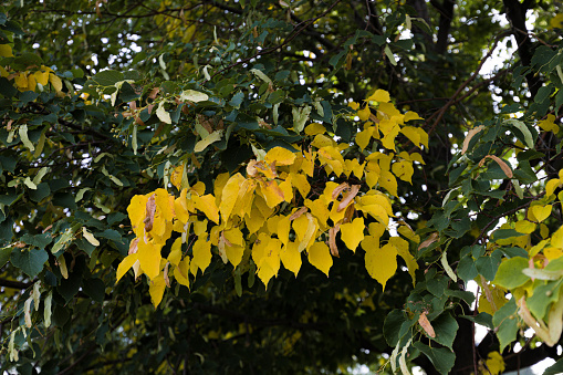 Fall cometh with yellow leaves among green foliage