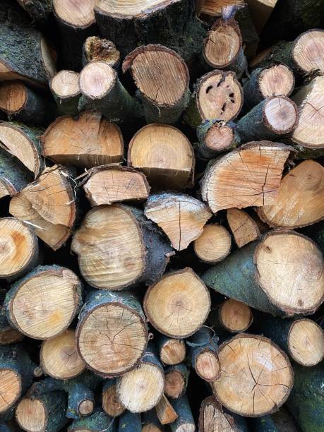istock Stacked chopped firewood - background and texture 1712020791