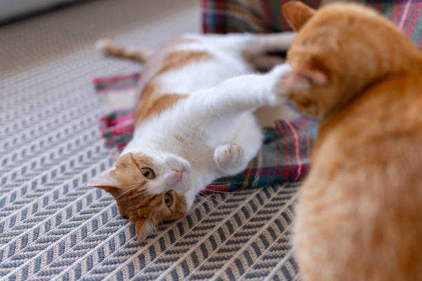 istock Brown and white cat with yellow eyes lying on a colorful blanket 1712036250