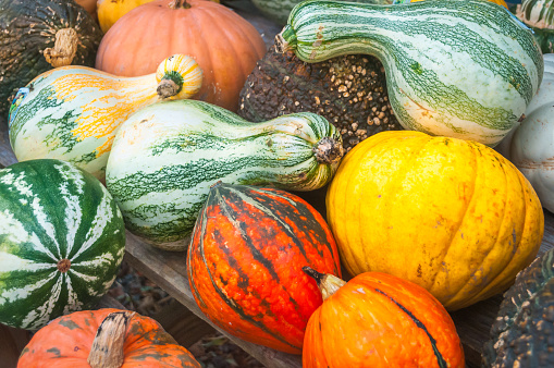 Various colorful squashes and pumpkins. Autumn vegetable harvest. With copy space