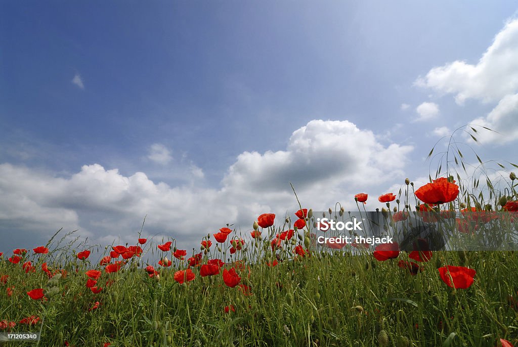 Amapola - Foto de stock de Aire libre libre de derechos