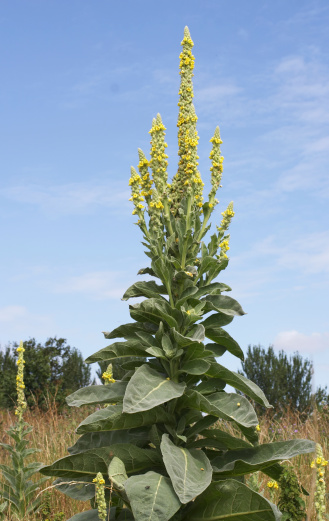 Great mullein (Verbascum thapsus) is a tall, tall plant common in Europe and Asia and naturalised in America. Can be used to make a herbal tea for uses with complaints such as asthma, bronchitis, common cold / sore throat, coughs and ear infections... As such, it is a well-known plant in the field of traditional medicines.