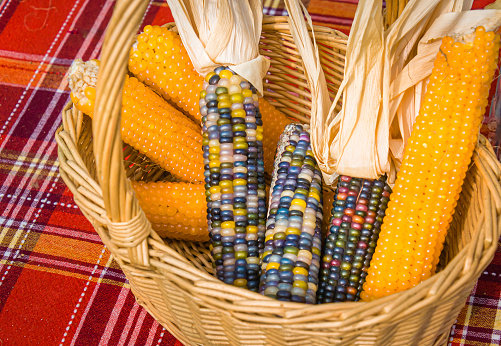 A wicker basket of multicolored and yellow Indian corn on a plaid tablecloth.