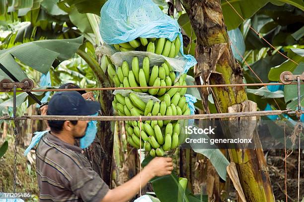 Bananen Bund Stockfoto und mehr Bilder von Banane - Banane, Plantage, Belize