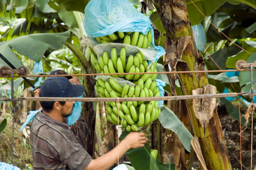 Tenerife, Canary islands, Spain - October 09, 2018: Workers cutting bunches of bananas in a plantation in the south of the island