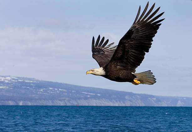 Bald Eagle in Flight, Alaska stock photo