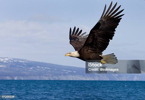 Pigargoamericano Em Voo Alasca - Fotografias de stock e mais imagens de Águia - Águia, Voar, Pigargo-americano