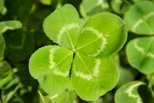 Lucky four leaf clover close-up in clover field. The green plant leaf shape is a good luck charm symbol in nature, representing the search for rare good luck and aspirations of discovering good fortune and wealth. The horizontal composition is outdoors, defocused in the background, with focus on the foreground.