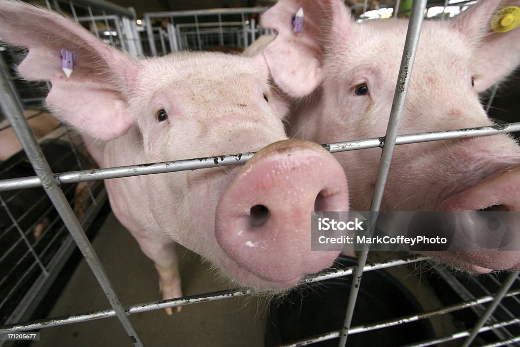 Schweine in einem Käfig - Lizenzfrei Schwein Stock-Foto