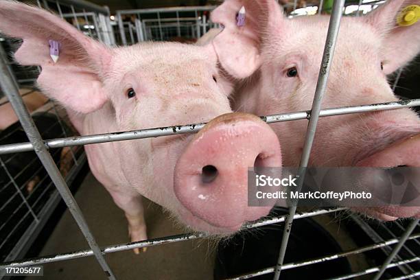 Schweine In Einem Käfig Stockfoto und mehr Bilder von Schwein - Schwein, Käfig, Hausschwein