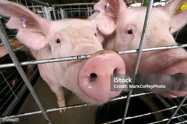 Foto de Porcos Em Uma Gaiola e mais fotos de stock de Porco - Porco, Gaiola - Espaço confinado, Cheirar