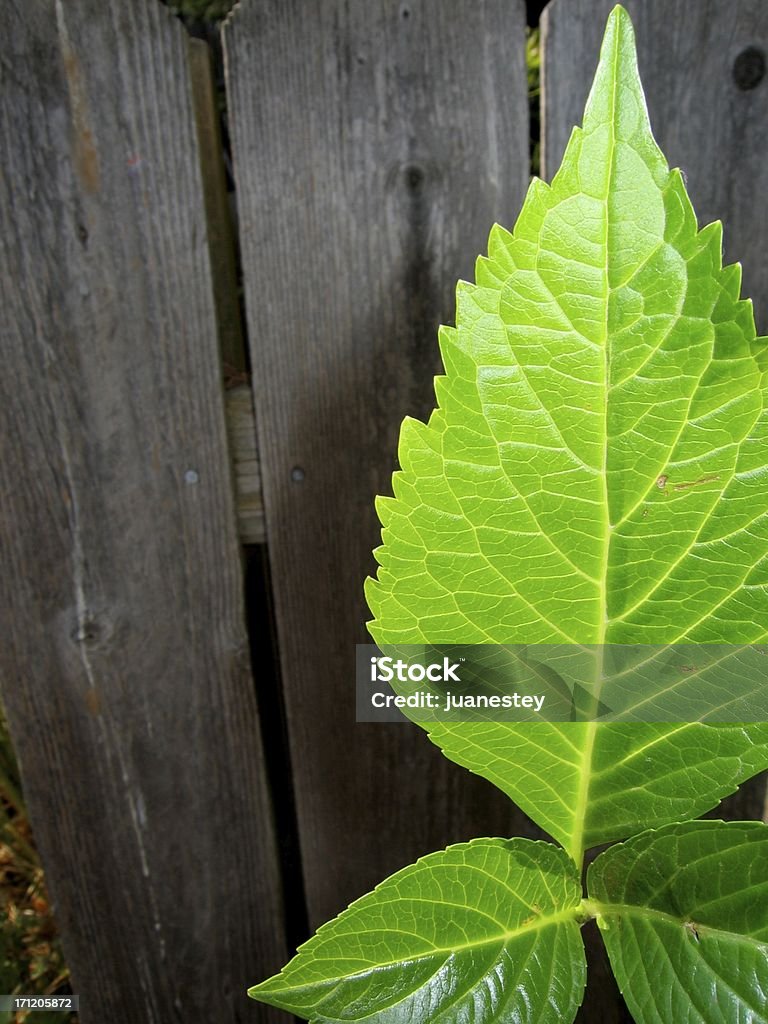 Leaf - Lizenzfrei Bauholz-Brett Stock-Foto