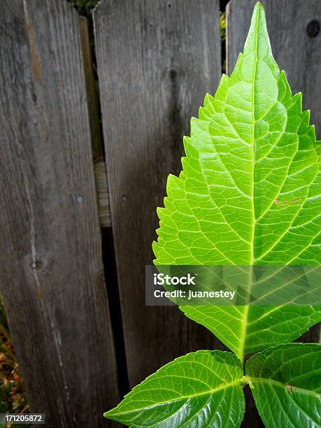 Hoja Foto de stock y más banco de imágenes de Belleza - Belleza, Belleza de la naturaleza, Boscaje