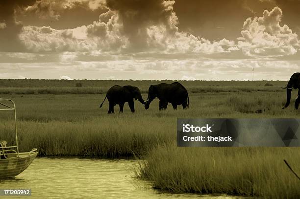Elefanten In Botswana Stockfoto und mehr Bilder von Abgeschiedenheit - Abgeschiedenheit, Afrika, Afrikanischer Elefant