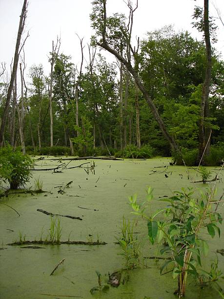 Nasty green swamp stock photo