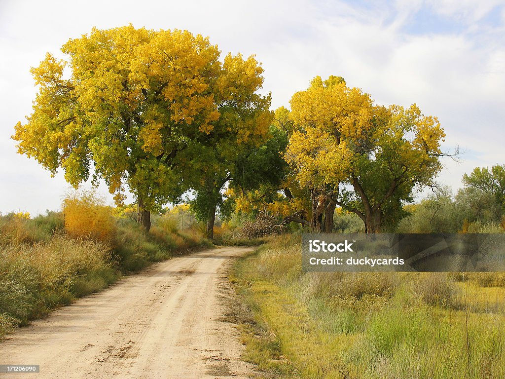 Cottonwoods no outono - Royalty-free Mudança Foto de stock