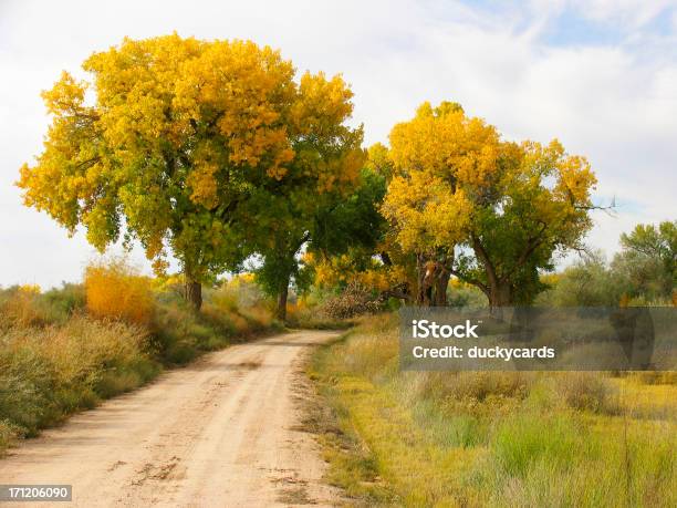 Cottonwoods No Outono - Fotografias de stock e mais imagens de Mudança - Mudança, Relva, Solo