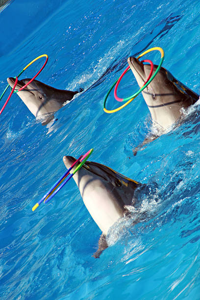 istock Dolphins in pool of circus 171206091