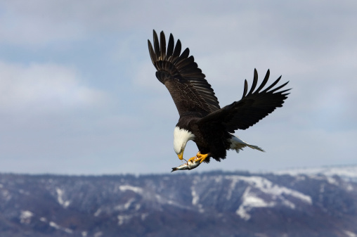 A Bald Eagle Eating its catch of fish on the fly.  Homer, Alaska