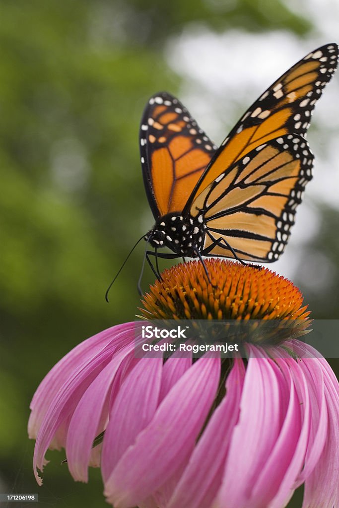 Borboleta monarca vitelo de agave - Foto de stock de Alimentar royalty-free