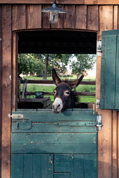 Cute donkey looking out of a stall window
