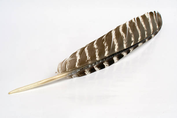 Feather In White Stripes Stock Photo - Download Image Now - Feather, Quail  - Bird, Cut Out - iStock