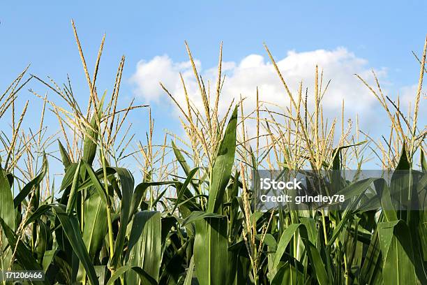 トウモロコシクローズアップ 2 - イリノイ州のストックフォトや画像を多数ご用意 - イリノイ州, クローズアップ, コンセプト