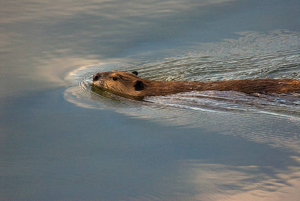 Swimming beaver stock photo