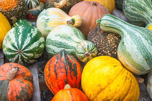 An arrangement of colorful squash and gourds at a roadside farm stand on Cape Cod.