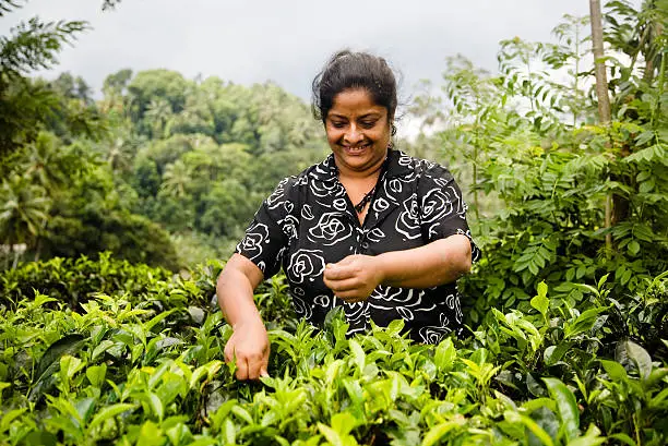 Sri Lankian woman picking tea leaves.