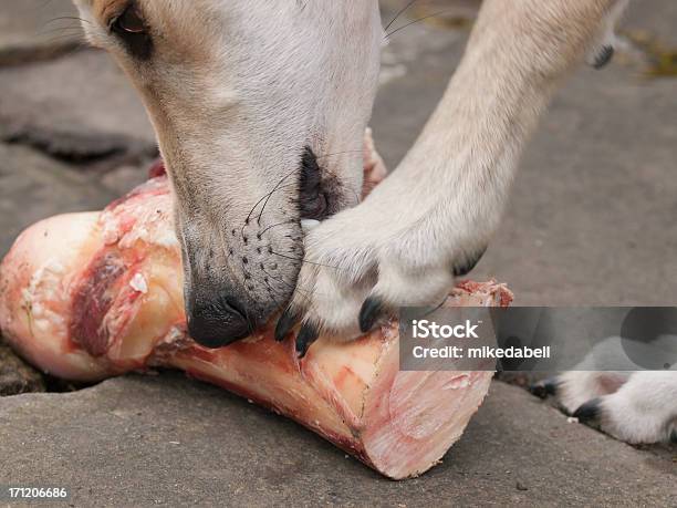 경견 뼈다귀 개에 대한 스톡 사진 및 기타 이미지 - 개, 러처, 강아지 뼈다귀