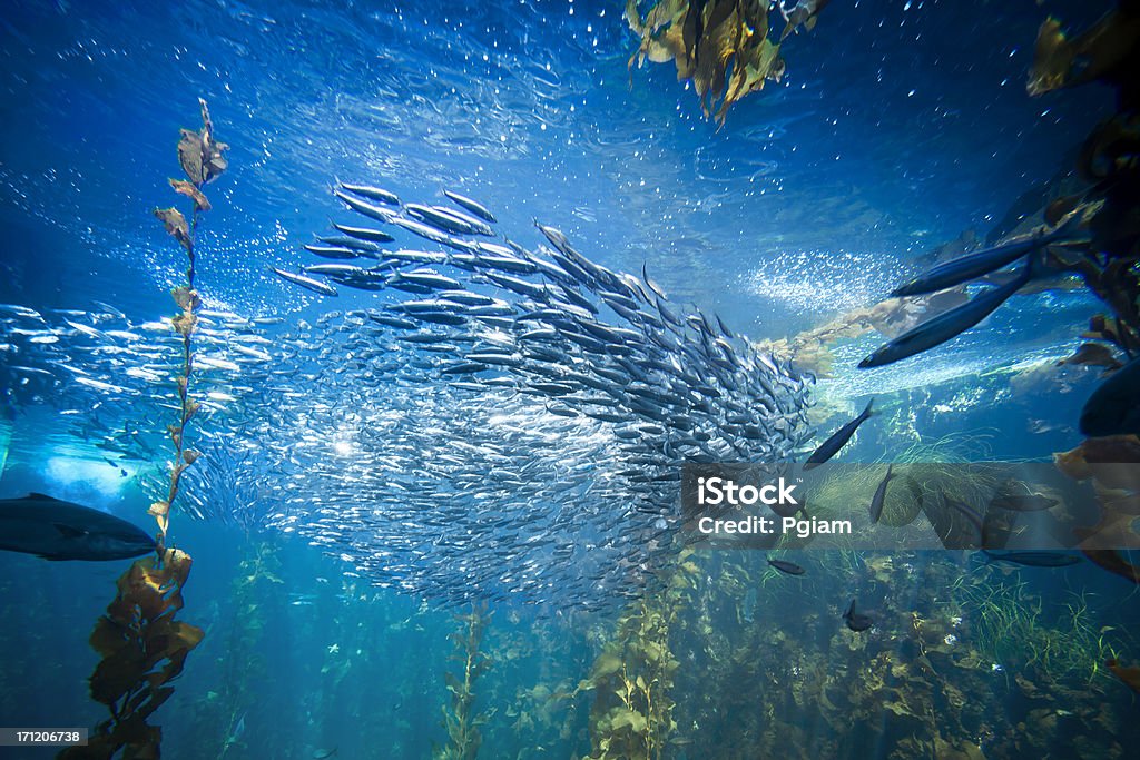 Vida marina y el mundo submarino de peces - Foto de stock de Pez libre de derechos