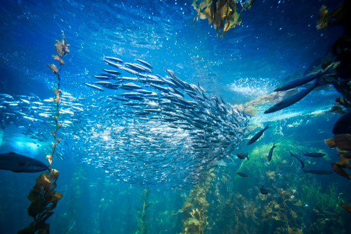 Fish animals, plants and seaweed on the bottom of the ocean