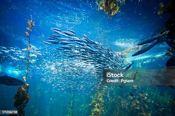 Vida No Mar E Peixes Debaixo De Água - Fotografias de stock e mais imagens de Peixe - Peixe, Subaquático, Fundo do mar