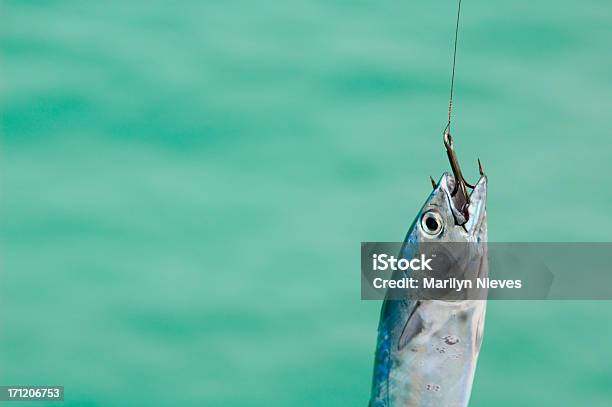 魚のホック - 釣りをするのストックフォトや画像を多数ご用意 - 釣りをする, 魚眼撮影, カラフル