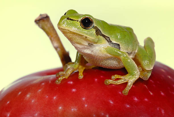drzewo-żaba na jabłko-zbliżenie - frog water isolated drop zdjęcia i obrazy z banku zdjęć